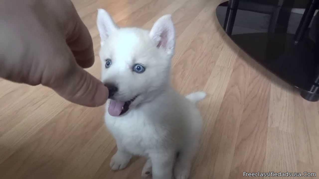 GORGEOUS Two Siberian husky puppies Free adoption
