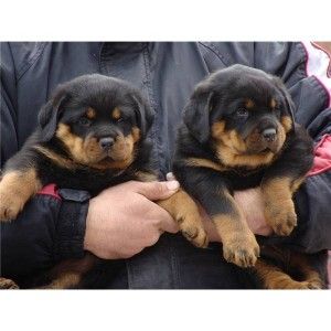 Male and female Rottweiler puppies for sale (313) 462-1348