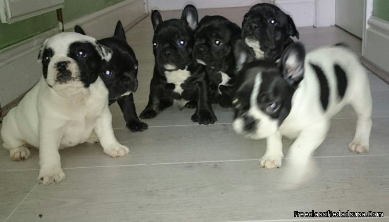 French Bulldog Puppies -ready To Go