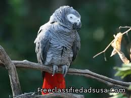 7647 african grey ready for sale.