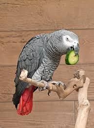 9877 cute african grey ready for sale.