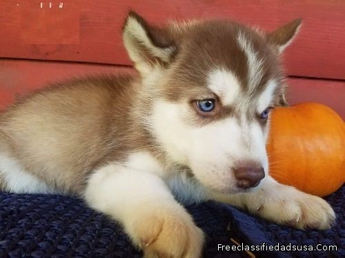 Lino and Liya are now Ready to move into their new Home