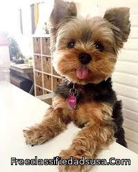 2876 yorkshire terrier for sale,