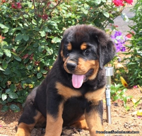 Awesome Rottweiler puppies ready for adoption