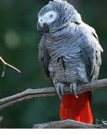 5535 lovely african grey for sale,