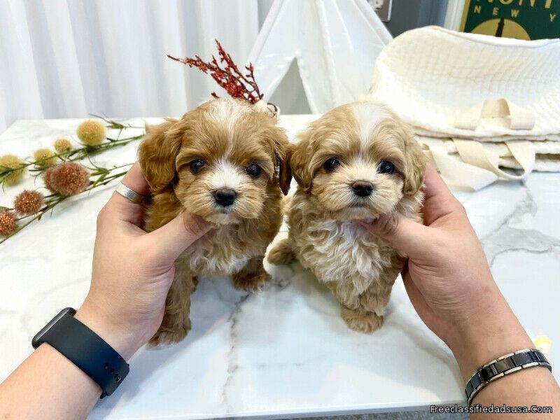 Maltese x Poodle Mix