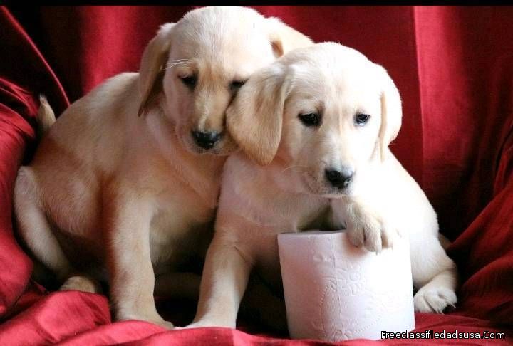 Pure Breed Labrador Retriever Puppies Ready .