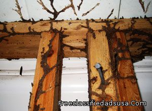 Termite Control