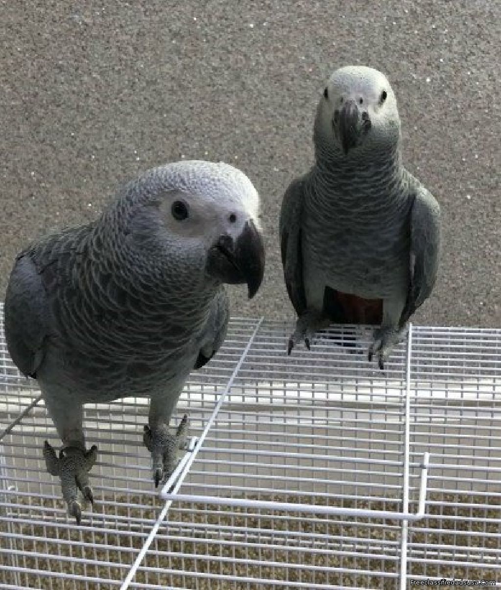 Need a Well Tamed African Grey Parrots For Sale Text(571-775-1061)