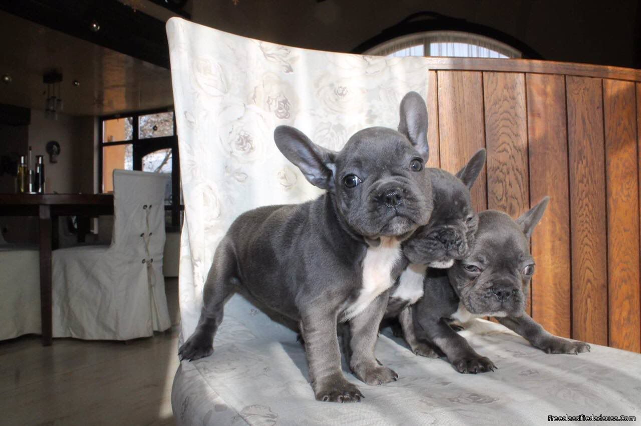 Stunning AKc Registered French Bulldog