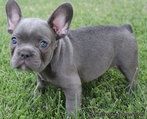 Beaitiful new litter French Bulldog Puppies