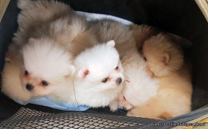 teacup pomeranian puppies for sale