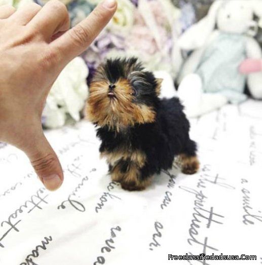 teacup Yorkie puppies