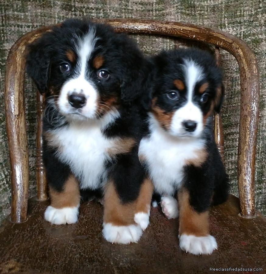 Gorgeous AKC Bernese Mountain Dog Puppies