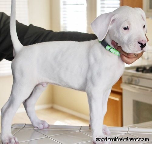 Nice Looking Dogo Argentino Puppies