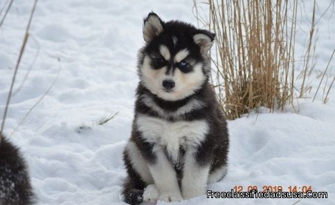 Adorable AKC  Siberian Husky Puppies