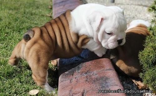 stunning litter English Bulldog Puppies