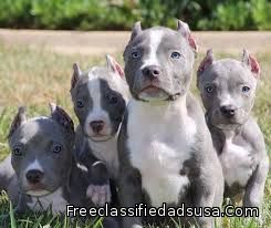 American Bully  pups available