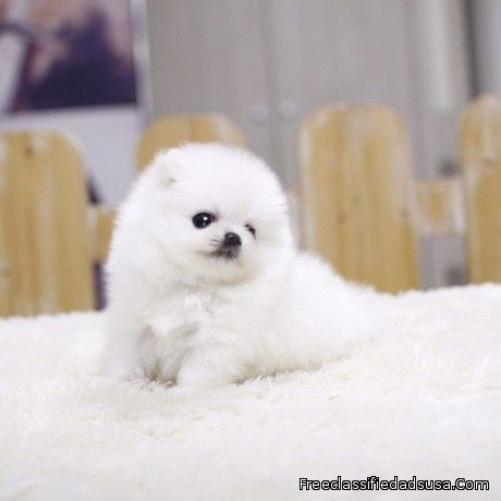 Teacup Pomeranian Puppies Available (719) 982-8517