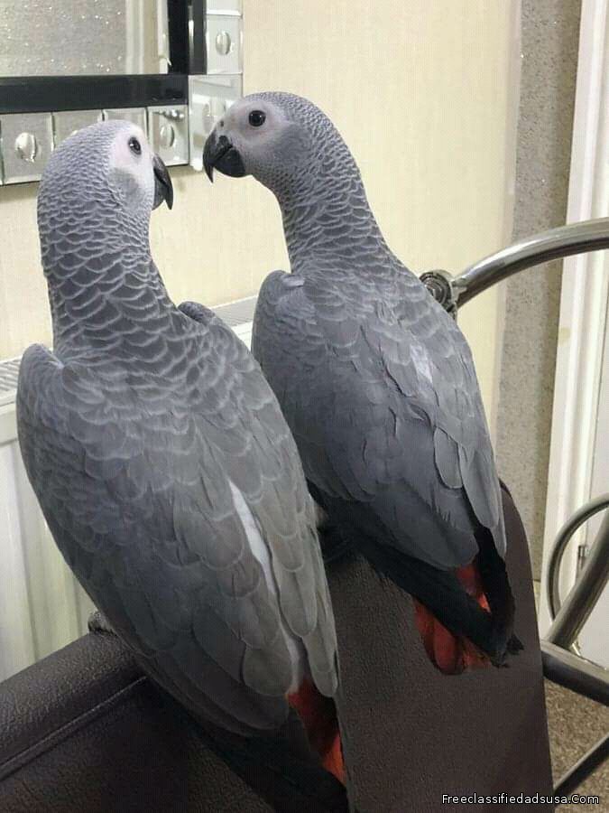 African grey parrot