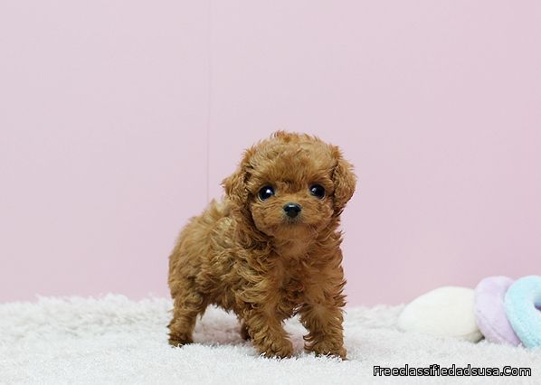 Mini Teacup Poodle Puppies For Sale - Tina