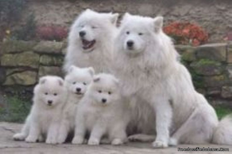 stunning litter Samoyed Puppies Now Looking For New Family