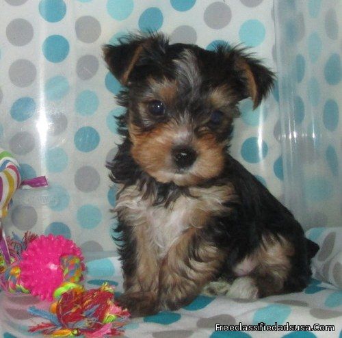 Yorkshire Terrier Puppies For A Lovely Family