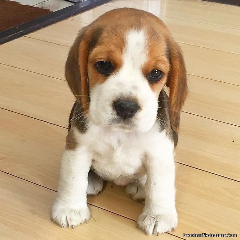 Stunning tri-coloured beagle puppies