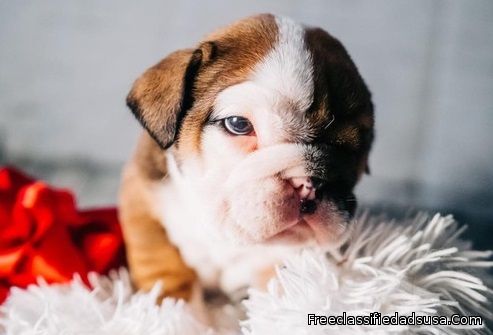 English Bulldog Puppies