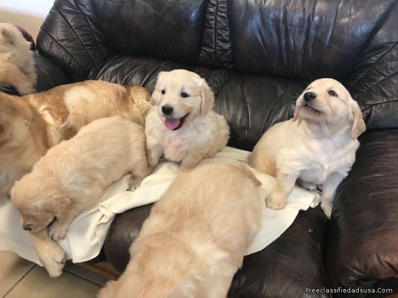 golden retriver pyuppies for sale