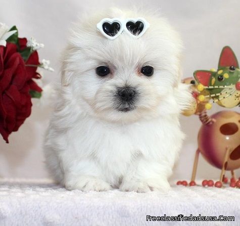 short button nose Maltese